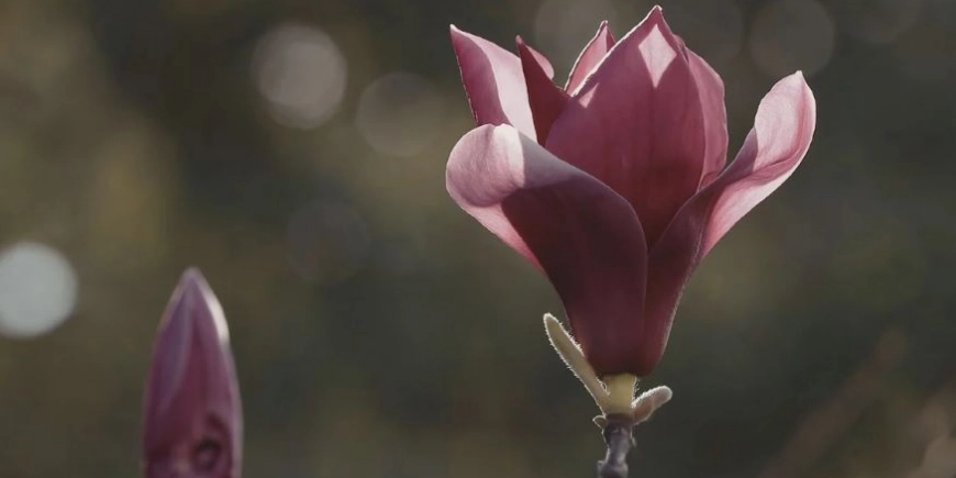 What Is Ready to Bloom? What Is Ready to Bloom?